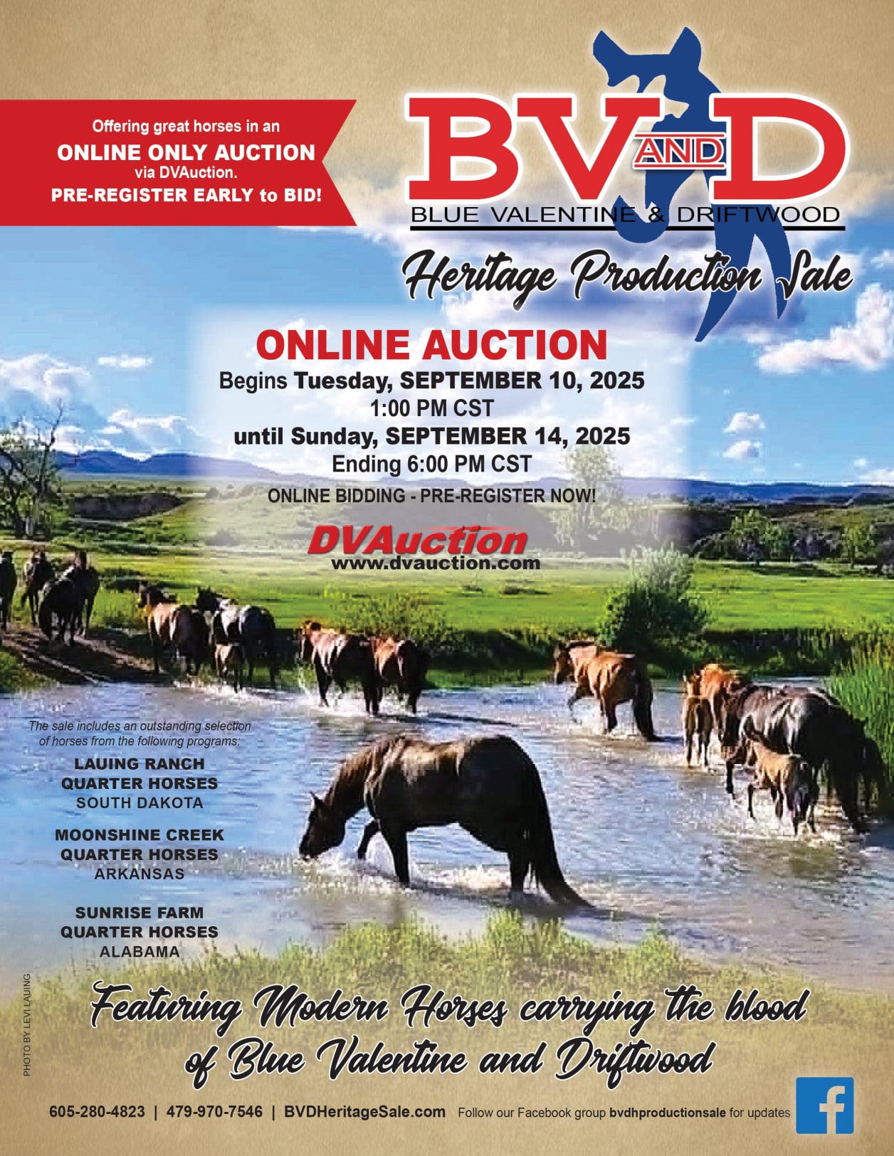 2025 BV and D Horse Sale