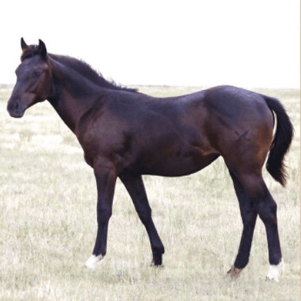 Lot 40