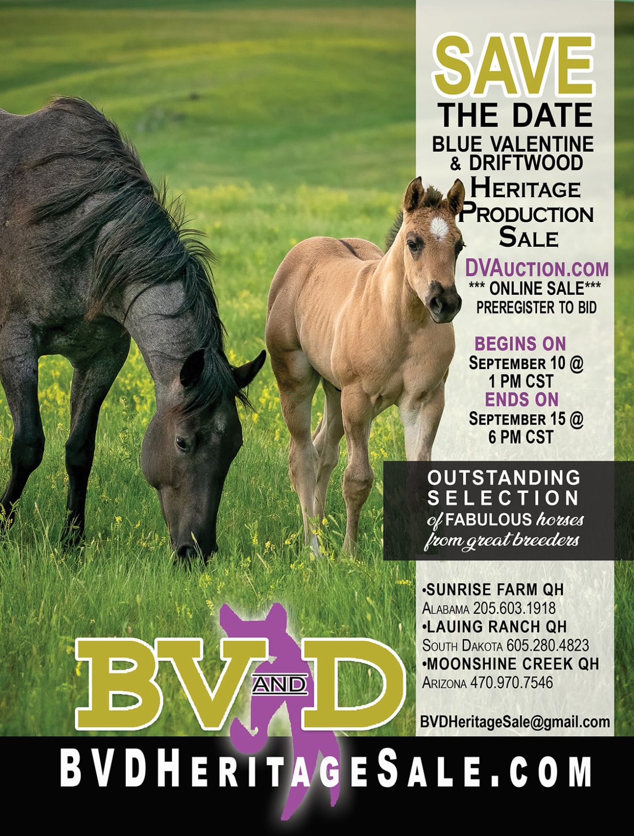 2024 BV and D Horse Sale